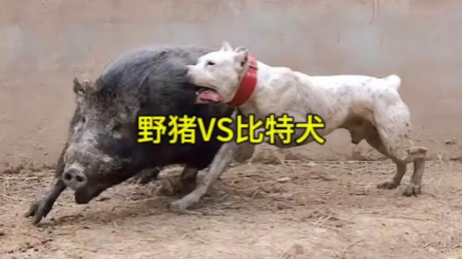 比特犬vs野猪视频直播,我盯着屏幕看了仨小时,后背全是汗 比特犬vs野猪视频直播,我盯着屏幕看了仨小时,后背全是汗